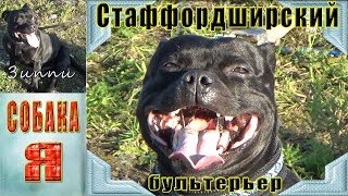 Стаффордширский Бультерьер ЗИППИ. Собаки. Выгул Собак. Staffordshire Bull Terrier Стаффордширский Бультерьер ЗИППИ. Собаки. Выгул Собак. Staffordshire Bull Terrier