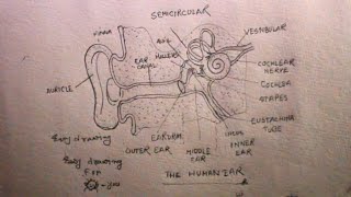 Draw a Neat and Labelled Diagram of the Human Ear. with the Help of this  Diagram, Explain the Construction and Working of the Human Ear. - Science |  Shaalaa.com