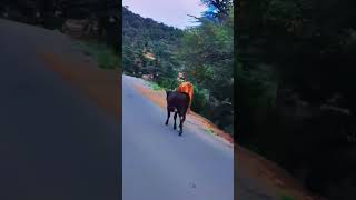 Magher Fellem A Tahut Tettud Hutlaykt Nyemmem