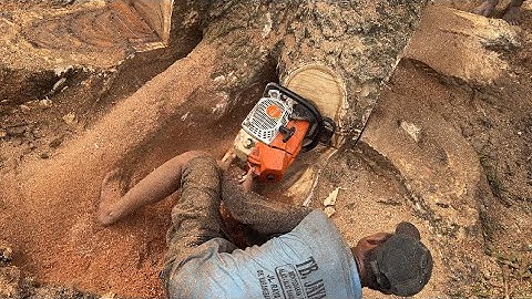 Hard Work... Cut down a large branched trembesi tree.