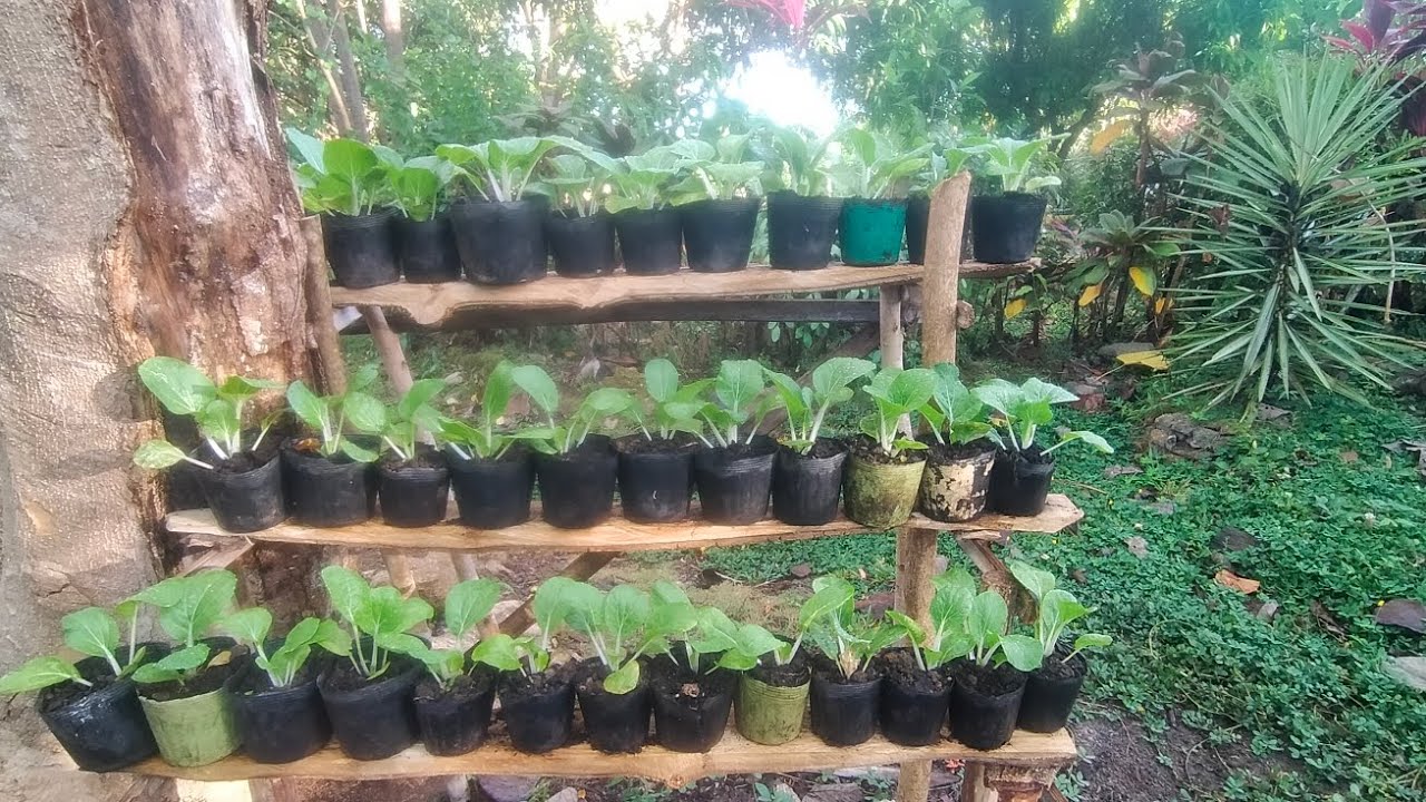 Petchai Best Ever Growing Petchay Inside Pots - YouTube