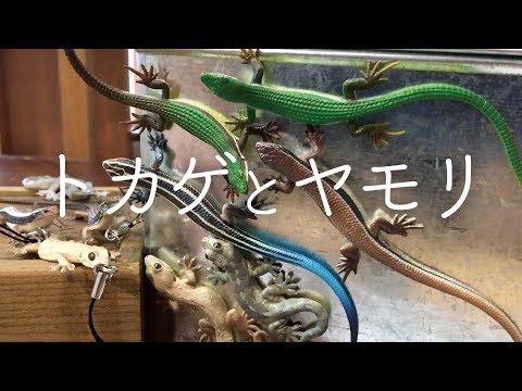 ガチャ「トカゲ・ヤモリ」開封〔いきもん〕Gachapon Lizards - YouTube