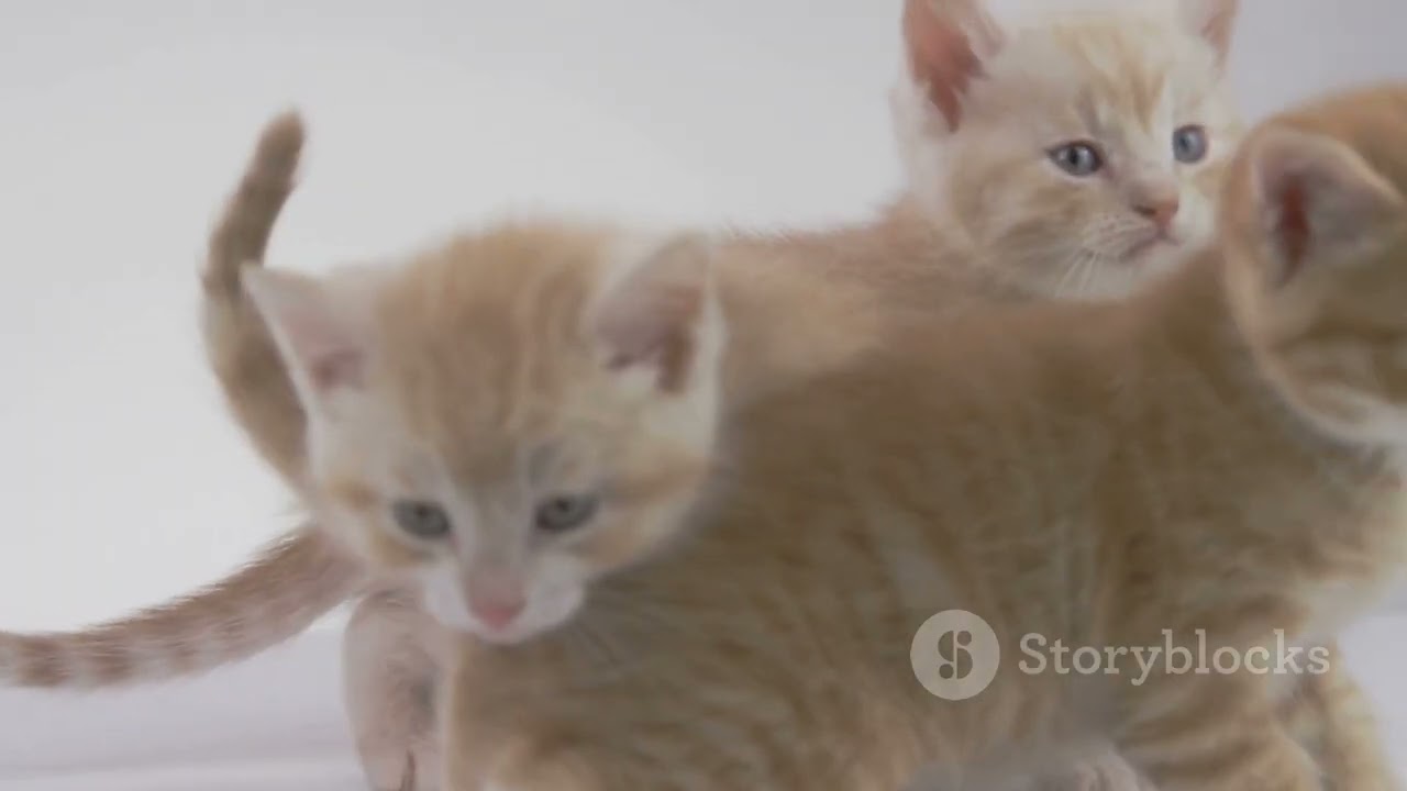 Try Not to Smile: Kitten Parkour