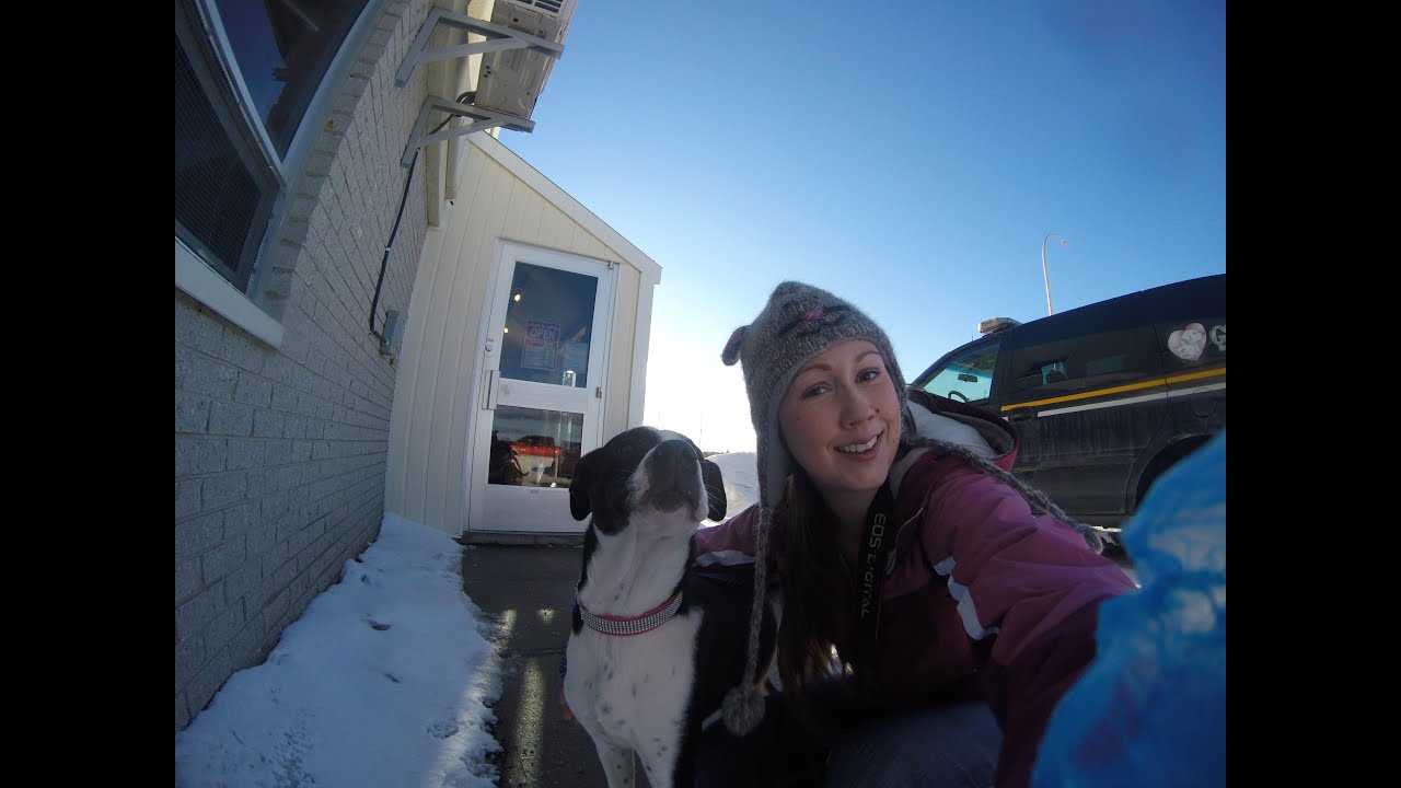 Walking Shiver The Dog