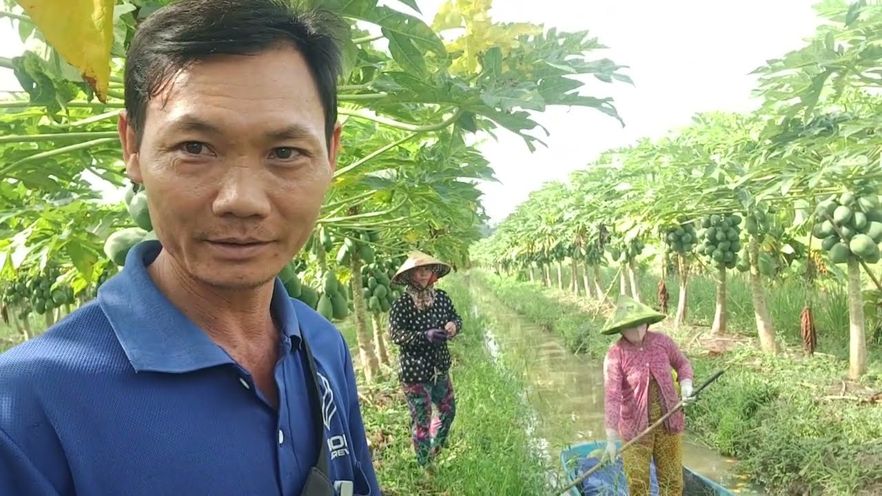 vườn đu đủ thái ruột vàng ngày 28/8/2025. âm lịch. Có giao các sạp trái cây Sài Gòn 0775868630