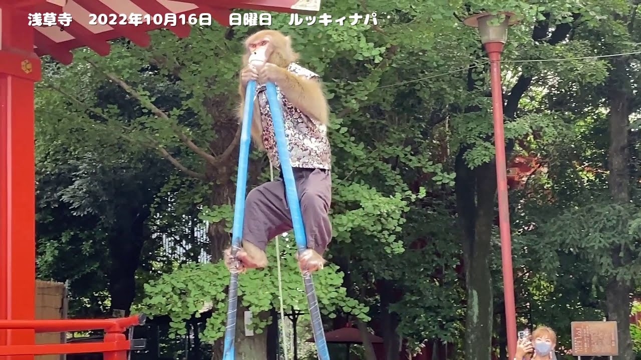 日光さる軍団 日本伝統芸能 猿回し ルッキィナパ コンビ 浅草寺2022/10/16 - YouTube