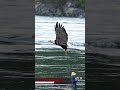 Eagle snatches a fish from the surface of the water and swallows it in mid air. #bird #baldeagle