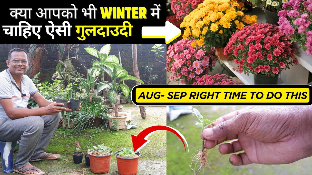 How to Grow Chrysanthemum Cuttings | गुलदाउदी कटिंग लगाने का सही तरीका | गुलदाउदी Transplant Guide