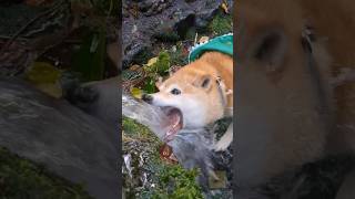 Shiba inu loves to bite water#dog #shorts#shibainu #huntingdog  #youtubeshorts #4k#dogs