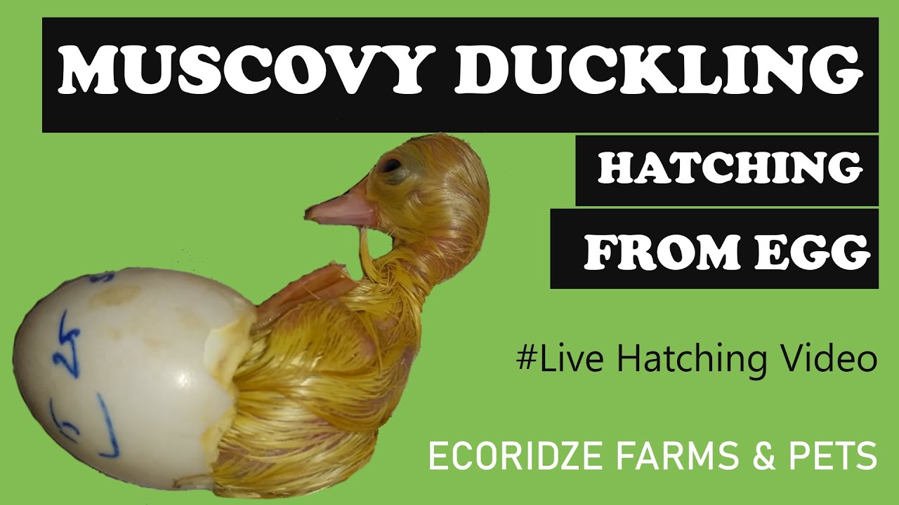 Hatching Video of Muscovy Duckling | Ecoridze Farms & Pets
