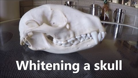 Whitening a skull; How to "bleach" bones