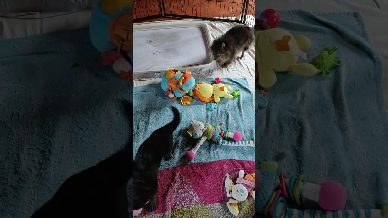 2022-12-12 Les bb d'Agatti x Falko : visite du spitz