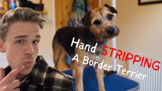 Watch me STRIP…. This Border Terrier