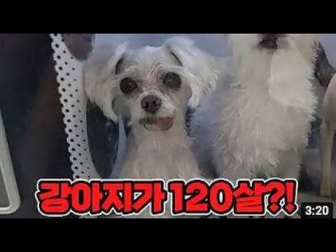 120살 최장수 강아지와 집사의 하루