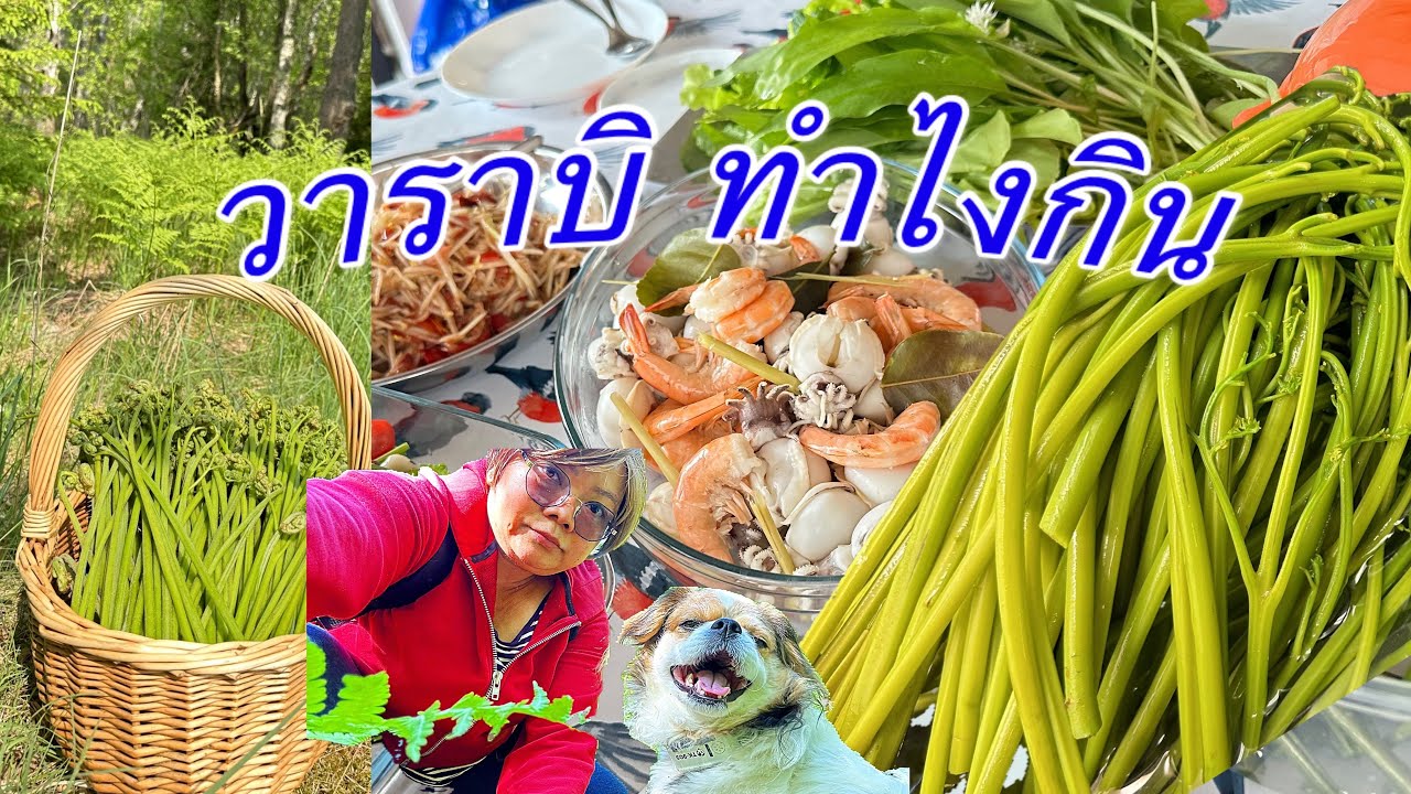 วาราบิ⁉️ทำไงกิน(ผักกูดญี่ปุ่น),(เฟิร์น 3 ง้าม ),Örnbräken, Bracken,(Pteridium aquilinum) 2 มิย.2023