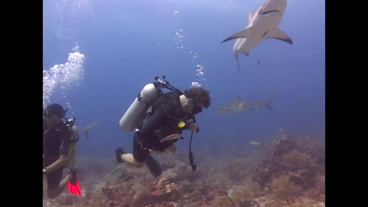Shark Dive Roatan YouTube