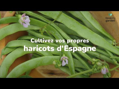 Vidéo: Les haricots d'Espagne sont-ils comestibles ?