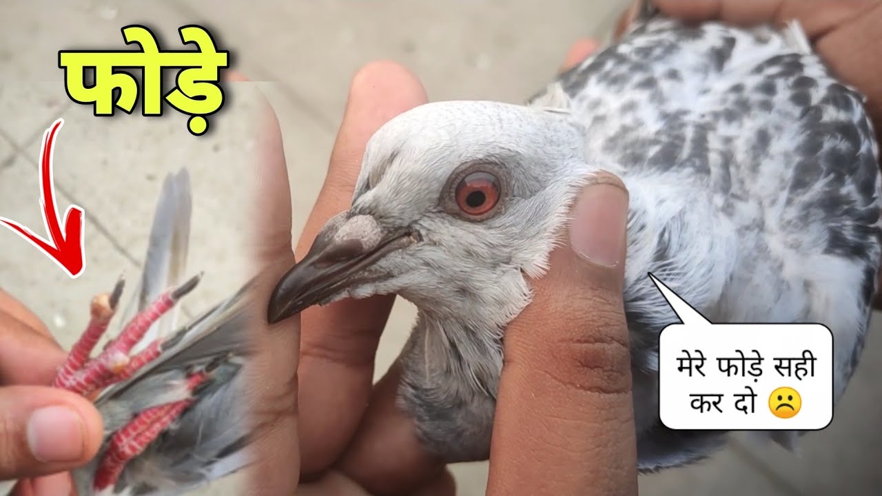Kabootar Ke Fode Funsi Ka ilaj | कबूतर के फोड़े फुंसी का इलाज़ 100% | Pigeon Pox❣️🕊