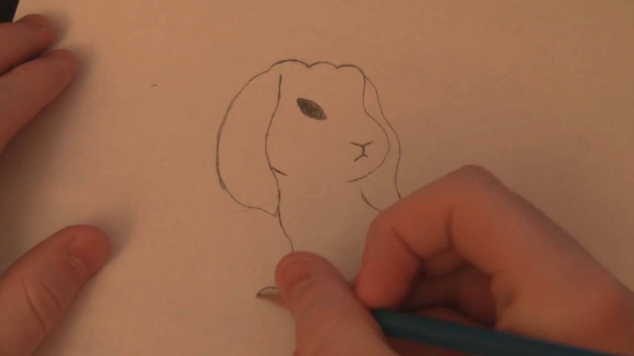 Drawing a realistic bunny (beginner/intermediate) - YouTube