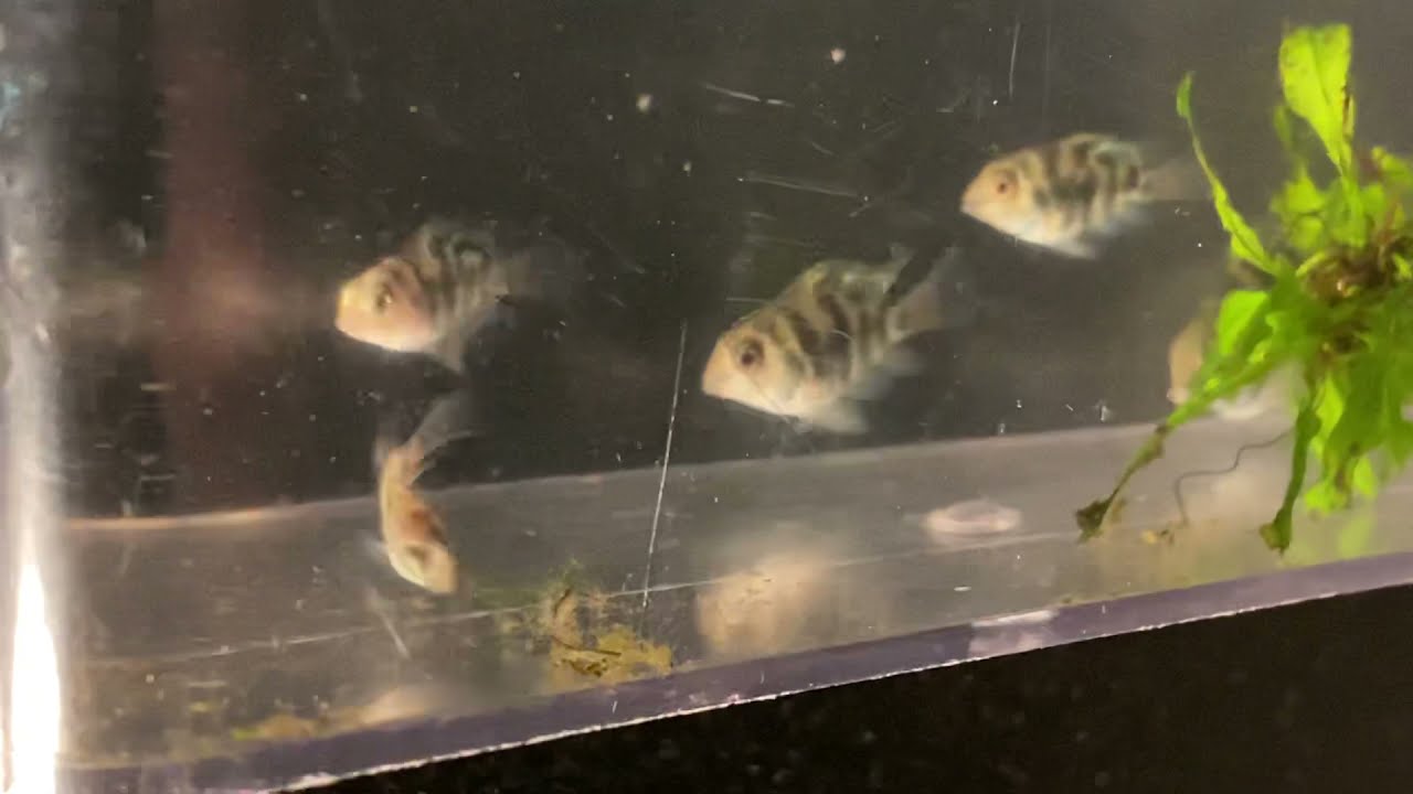 UNBOXING QUE AQUATICS | POLAR BLUE PARROTS