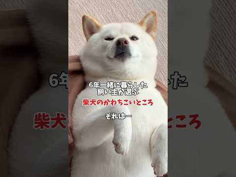 柴犬のかわちこいところ🥰　#shorts #柴犬 #犬 #dog