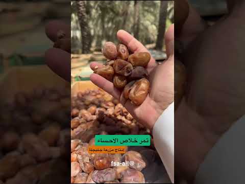 صرام تمر خلاص الاحساء لعام ٢٠٢٥ ٠٩ للطلب والحجز والشحن واتساب ٠٥٦٩١٧٧٦٠٦