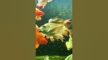 loài cá đẹp nhất thế giới