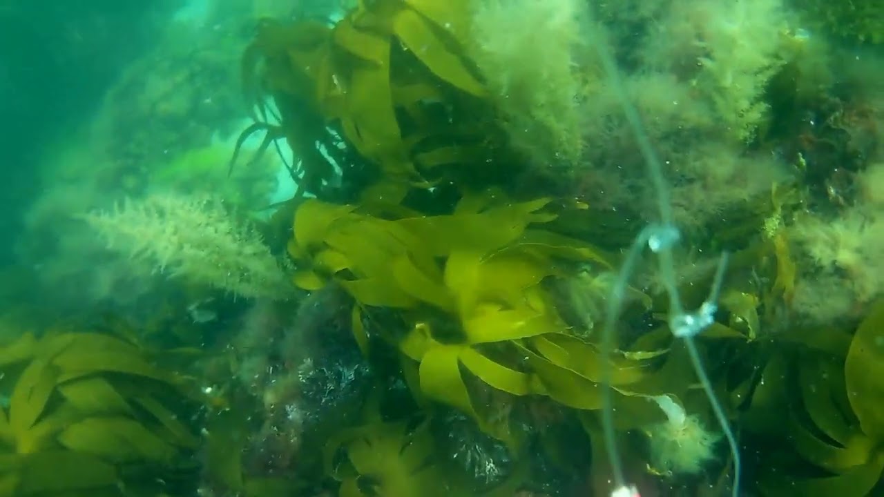 Under water sea tour of Laxey Bay