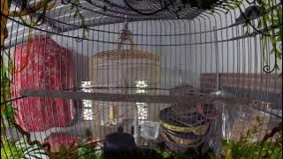 Pencetak Murai Juara ini AMPUH bikin GACOR POLL dengan suara Murai Batu isian MEWAH