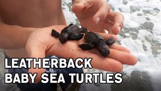 Leatherback Baby Sea Turtles recently hatched and learning how to swim