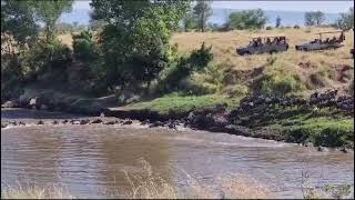 Wildebeest migration, Mara river crossing.