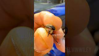 Catching a Horse Fly By Hand 😳