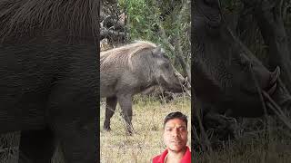 Warthog Walking In The Forest