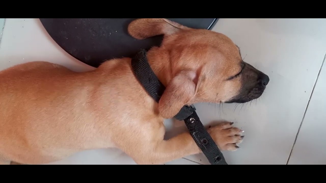 ANIMAL COJIENDO AIRE… - YouTube ANIMAL COJIENDO AIRE… - YouTube