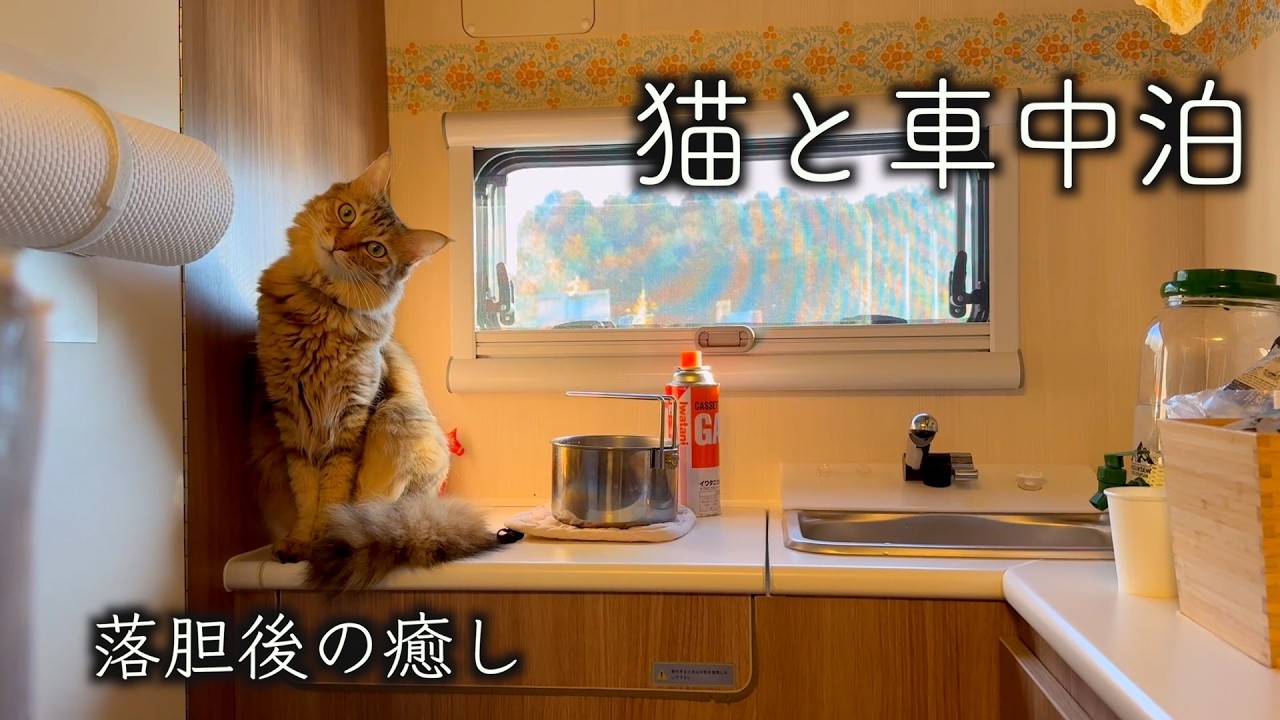 車のトラブルで落胆した夫婦を癒す猫