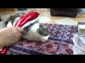 Cat loves massager