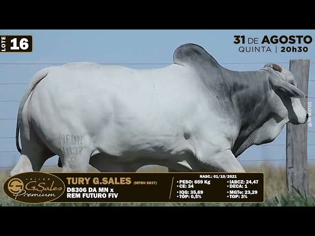 LOTE 16   MFBN 8837