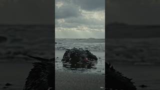The Bird That Shouldn't Be Here #pollution #ocean #truth