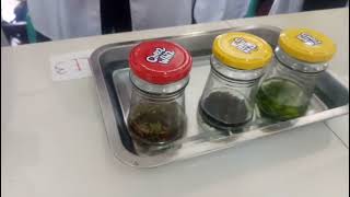 LEAF COLOR CHROMATOGRAPHY EXPERIMENT
