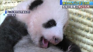ハイハイやあくびも　上野のパンダが誕生から2カ月(17/08/14)