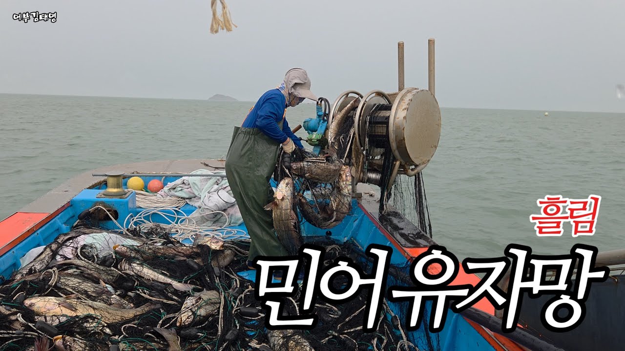 (유자망) 흘림 그물 4폭 짜리로 민어 잡이 영상 l 올라온다 l 민어야 l