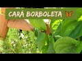 Vejam o lindo e delicioso cará borboleta ou cará-moela