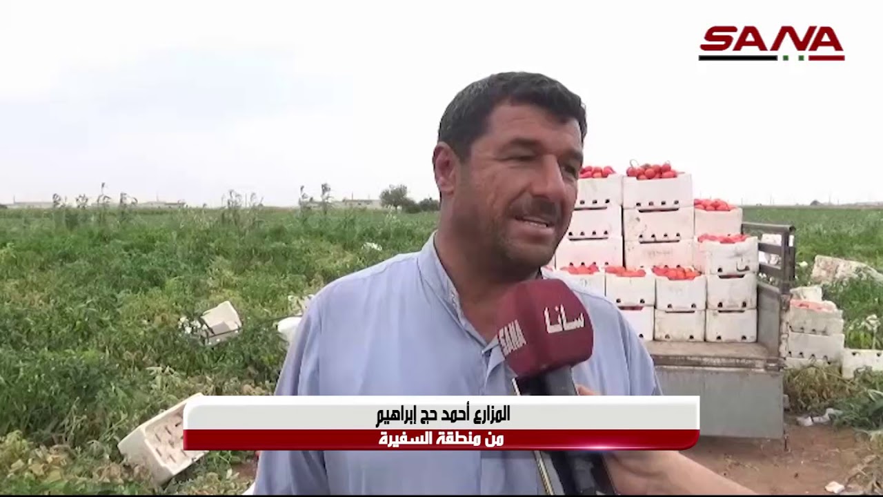 إنتاج نحو 100 ألف طن من البندورة في السفيرة بريف حلب