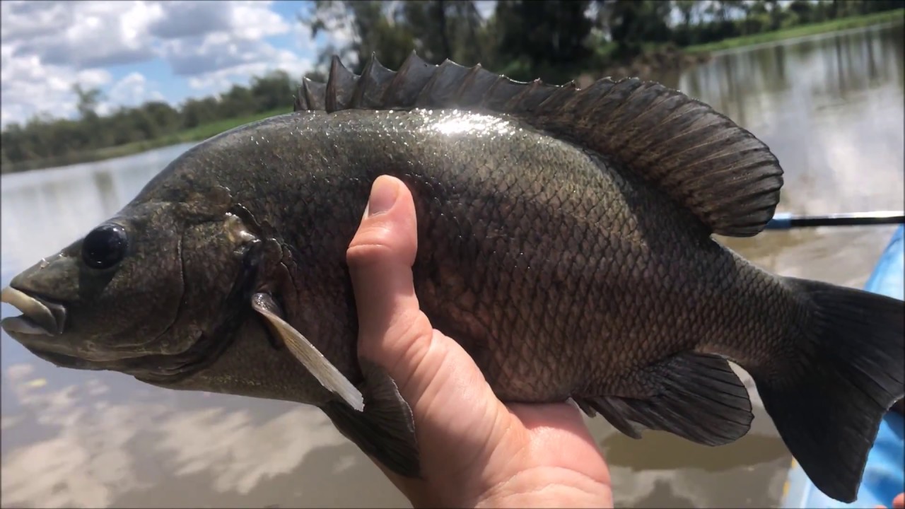 Sooty Grunter Fishing In Tropical FNQ River YouTube Sooty Grunter Fishing In Tropical FNQ River YouTube