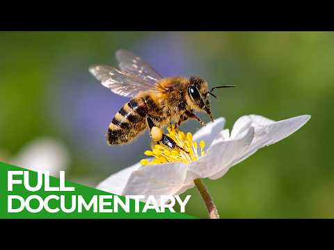 Bee Wild: The Forest Hive | Free Documentary Nature