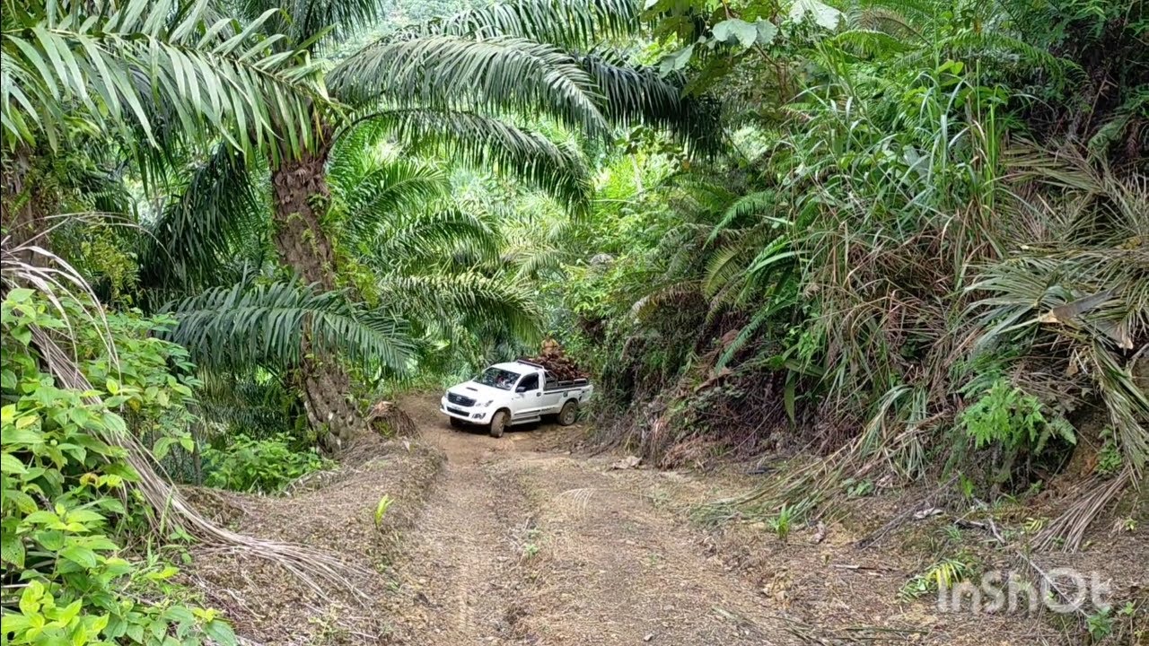 My farm life | Hilux vigo 2.5 VNT hill climbing