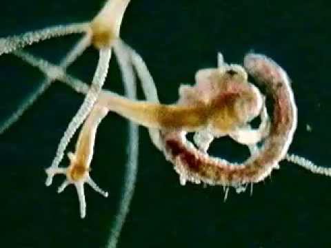  Hydra Coelenterata  YouTube