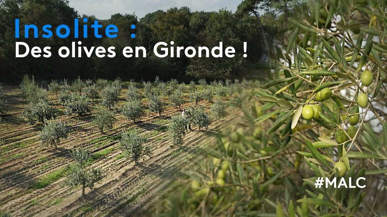 Insolite : des olives en Gironde