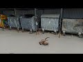 Headcrab in real life