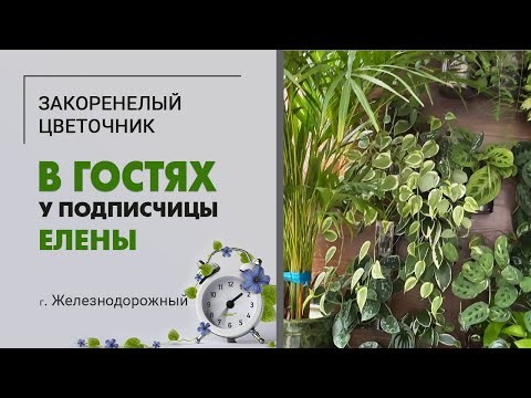В гостях у Елены. Эпипремнумы, алоказии, филодендроны, вертикальное озеленение.  г Железнодорожный